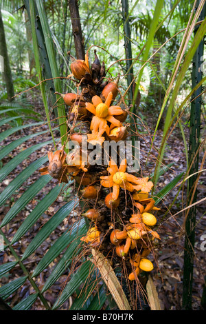 Suriname, Brownsweg, Brownsberg National Park. Flower of kind of palm tree.