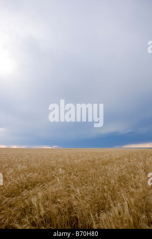 Wheat Field in Wakeeney Kansas Stock Photo