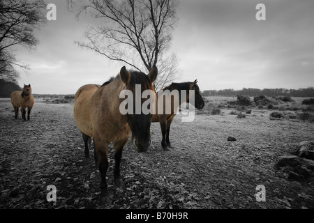 Polish Tarpan Ponies at Redgrave and Lopham fen. Stock Photo