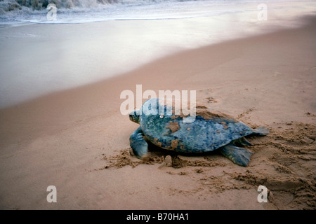 Suriname, Matapica National Park. Green turtle (Chelonia mydas) returning to sea after laying eggs. Stock Photo