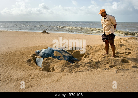 Suriname, Matapica National Park. Leatherback turtle laying eggs. (Dermochelys coriacea). Local guide observing. Stock Photo