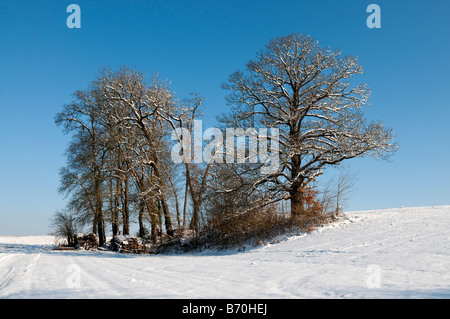 Snow covered Oak trees and wood stack, sud-Touraine, France. Stock Photo