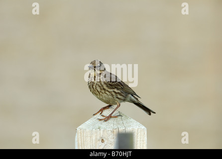 Meadow Pipit (Anthus pratensis) standing on a post. Stock Photo