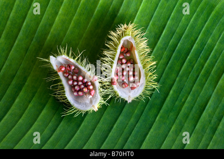 Suriname, Kwamalasamutu, fruit of kusuwe or roucou or anatto plant (Bixa orellana), also used as body paint. Stock Photo