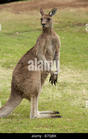 Kangaroo Trial Bay New South Wales Australia Stock Photo