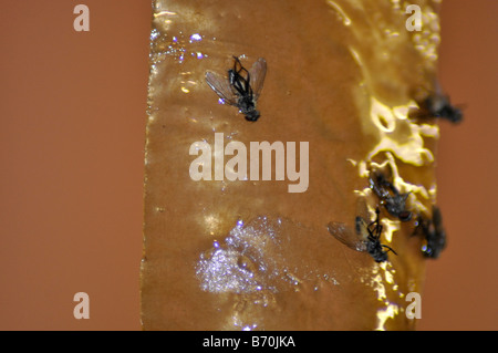 Sticky fly trap Stock Photo - Alamy