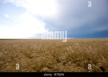 Wheat Field in Wakeeney Kansas Stock Photo