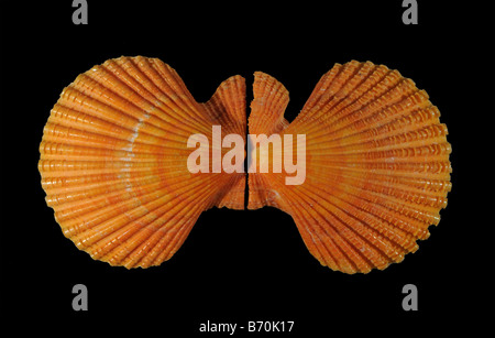 Painted scallop Chlamys nobilis family Pectinidae from Japan Stock Photo