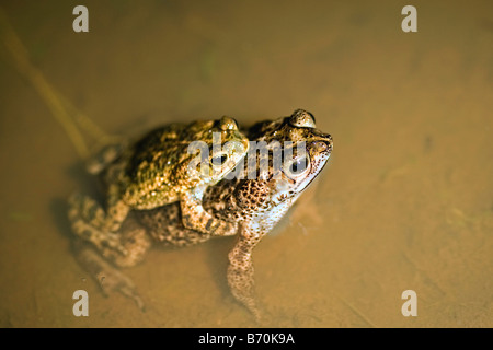 Suriname, Brownsweg, Brownsberg National Park. Pair of toads mating.