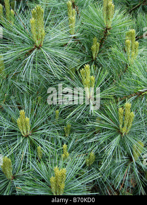 Eastern white pine (pinus strobus) foliage and candles Stock Photo