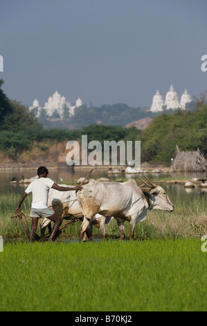 Indian farmer ploughing and preparing a rice paddy with Zebu cattle. Puttaparthi, Andhra Pradesh, India Stock Photo