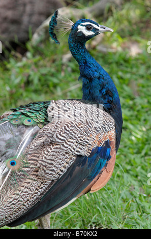 Peacock walks in Peacock Zoo which located at Sun Moon Lake Taiwan Stock Photo