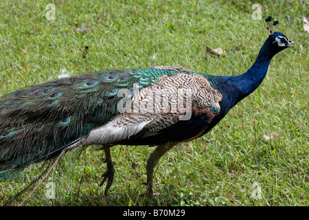 Peacock walks in Peacock Zoo which located at Sun Moon Lake Taiwan Stock Photo