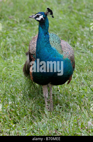 Peacock walks in Peacock Zoo which located at Sun Moon Lake Taiwan Stock Photo