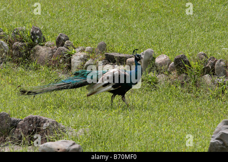 Peacock walks in Peacock Zoo which located at Sun Moon Lake Taiwan Stock Photo