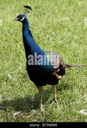 Peacock walks in Peacock Zoo which located at Sun Moon Lake Taiwan Stock Photo