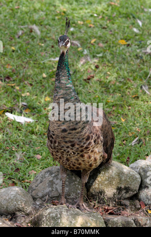 Peacock walks in Peacock Zoo which located at Sun Moon Lake Taiwan Stock Photo