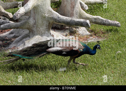 Peacock walks in Peacock Zoo which located at Sun Moon Lake Taiwan Stock Photo