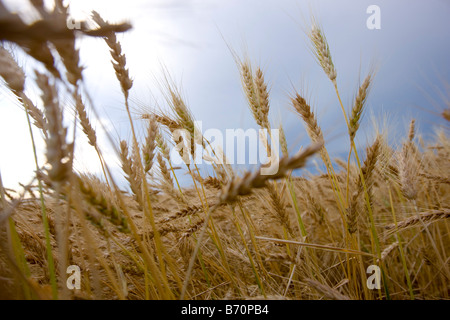 Wheat Field in Wakeeney Kansas Stock Photo