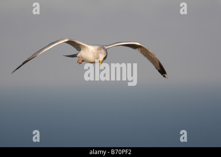 Larus argentatus HERRING GULL IN FLIGHT Stock Photo