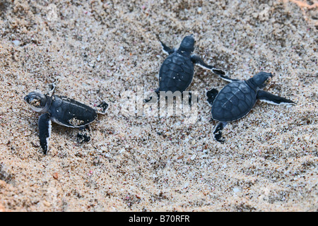 Baby green turtles having just hatched making their way towards the sea at Ras Al Jinz beach in Oman Stock Photo