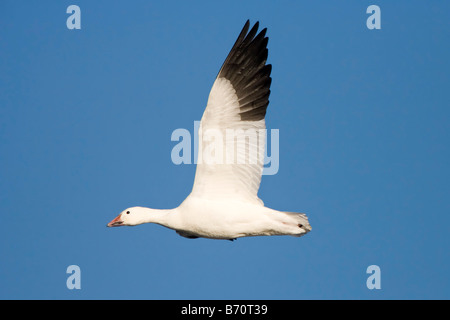 Snow Goose Chen caerulescens Stock Photo