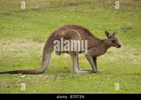 Kangaroo Trial Bay New South Wales Australia Stock Photo