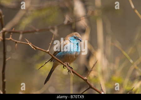 A blue waxbill Uraeginthus angolensis Stock Photo