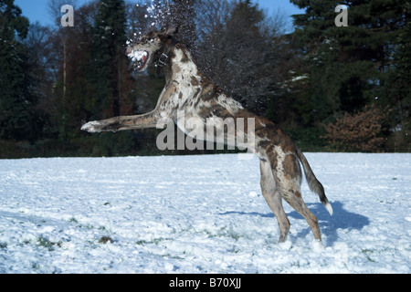 Pet dog playing in snow. UK Stock Photo