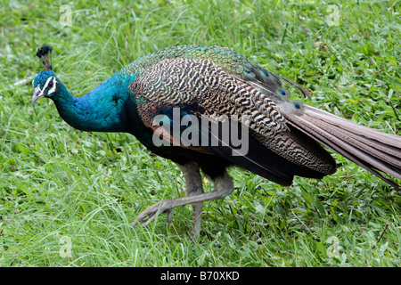 Peacock walks in Peacock Zoo which located at Sun Moon Lake Taiwan Stock Photo