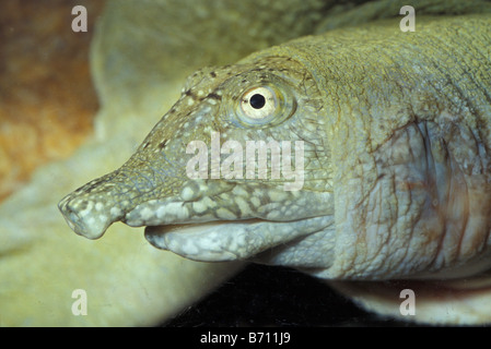 Nile Soft-shelled Turtle, Trionyx triunguis, Africa, Palestine Stock Photo