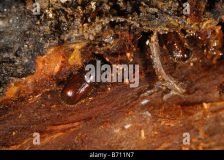 Bark beetle Xyleborus sp wood boring beetles in damaged ornamental tree Stock Photo