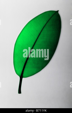 x-ray of a rubber plant leaf, colorized Stock Photo