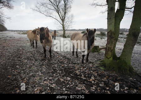 Polish Tarpan Ponies at Redgrave and Lopham fen. Stock Photo