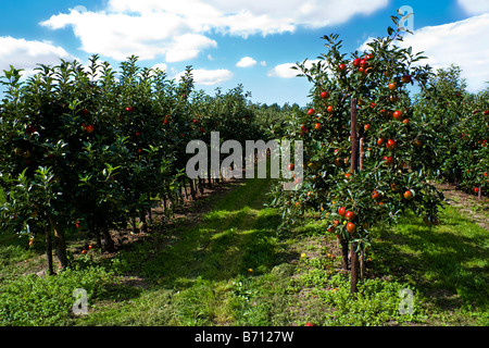 Red cider Apples hanging on trees in Orchard, Netherlands Stock Photo
