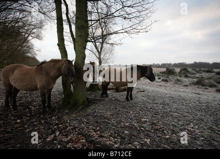 Polish Tarpan Ponies at Redgrave and Lopham fen. Stock Photo