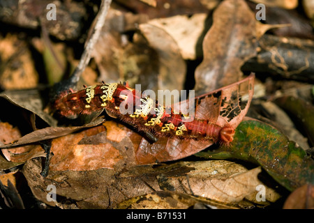 Suriname, Brownsweg, Brownsberg National Park. Kind of caterpillar. Stock Photo