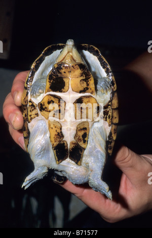 Narrow-bridged Musk Turtle, Claudius angustatus, Kinosternidae Stock Photo