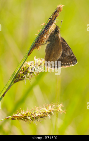 dingy skipper butterfly Stock Photo