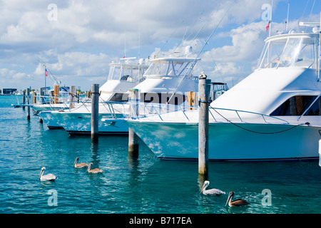 Marina , power motor game fish fishing boats moored at quay , with brown pelicans , Pelecanus Occidentalis , swimming Stock Photo
