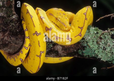 Green Tree Python  (Morelia (Chondrophython) viridis) yellow juvenile Stock Photo