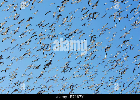 Snow geese (Anser caerulescens caerulescens) flock in flight Stock Photo