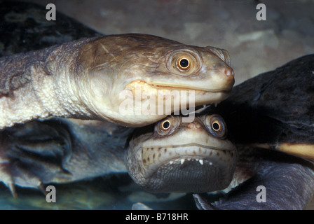 Siebenrock's Snakeneck Turtle Chelodina siebenrocki, New Guinea, Chelidae Stock Photo