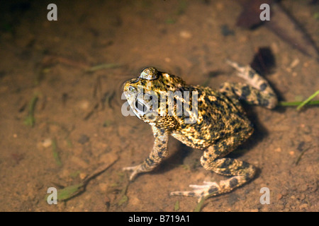 Suriname, Brownsweg, Brownsberg National Park. Kind of toad.