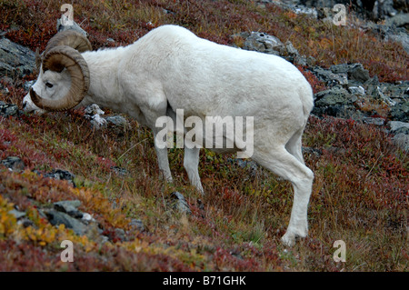 Dall Ram grazing Denali National Park Alaska Stock Photo