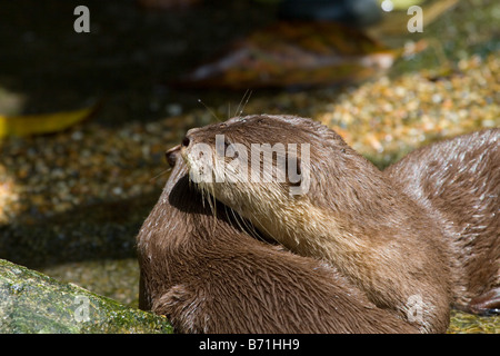 Oriental Small-clawed Otter (Aonyx cinerea), also known as Asian Small-clawed Otter, is the smallest otter species in the world. Stock Photo