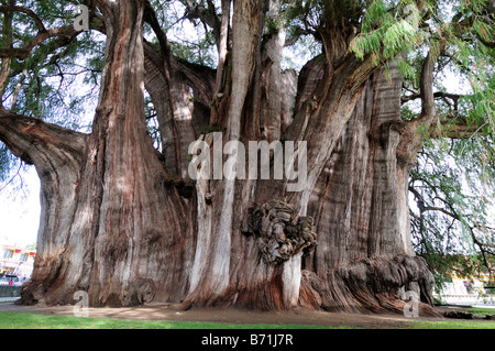 Tule Tree, giant tree Arbol del Tule said to be at least 2,000 years old, Santa Maria del Tule, Mexico Stock Photo