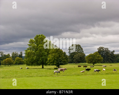 Cattle grazing in field near Shrewsbury, Worcestershire Stock Photo