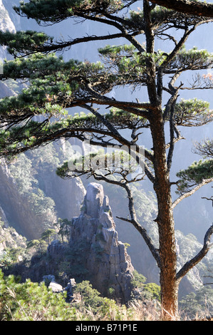 Huangshan Pine Tree, Yellow Mountain Area, Anhui, China. Stock Photo
