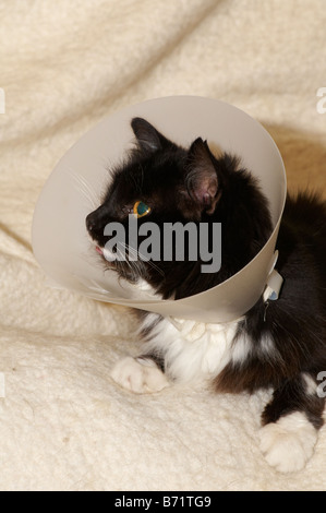 Cat wearing buster collar to prevent her from licking veterinary hospital wound stitches